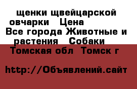 щенки щвейцарской овчарки › Цена ­ 15 000 - Все города Животные и растения » Собаки   . Томская обл.,Томск г.